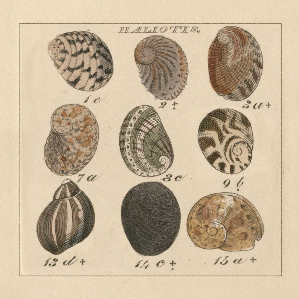 Art Print: Haliotis