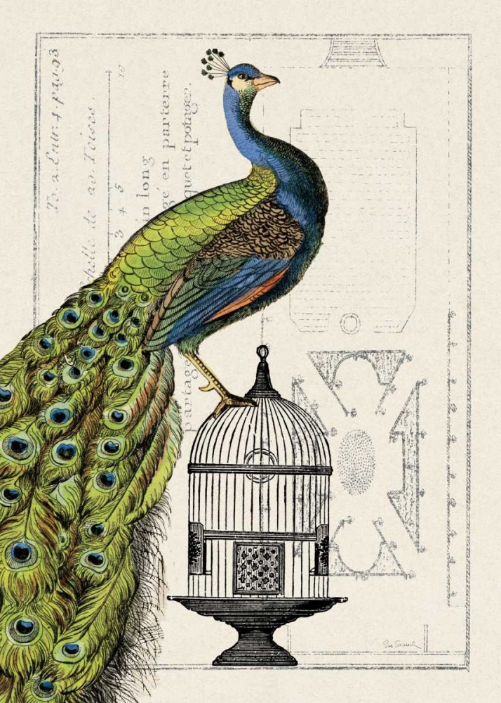 Wall art: Peacock Birdcage I, by Wild Apple Portfolio