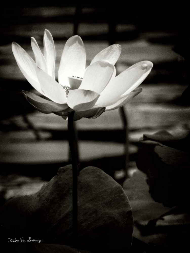Wall art: Lotus Flower VIII, by Van Swearingen, Debra