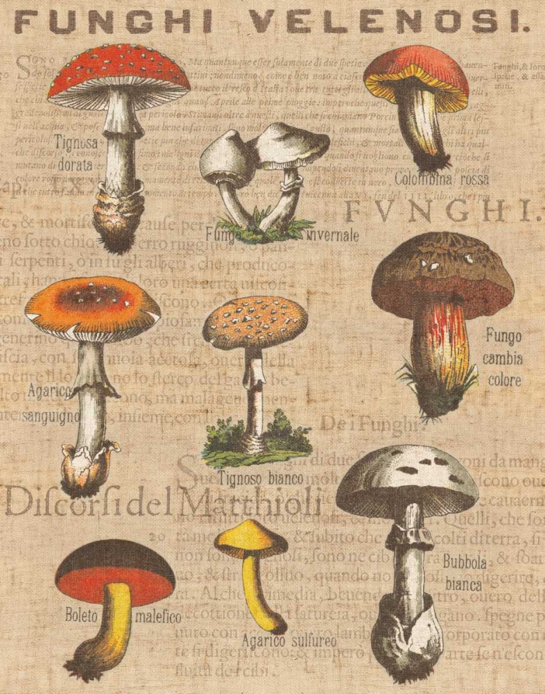 Wall Art Painting id:20969, Name: Funghi Velenosi I, Artist: Wild Apple Portfolio