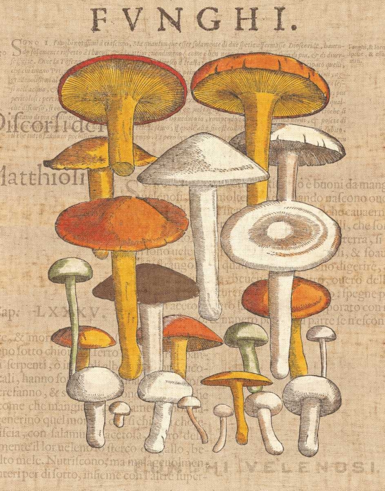 Wall Art Painting id:20970, Name: Funghi Velenosi II, Artist: Wild Apple Portfolio