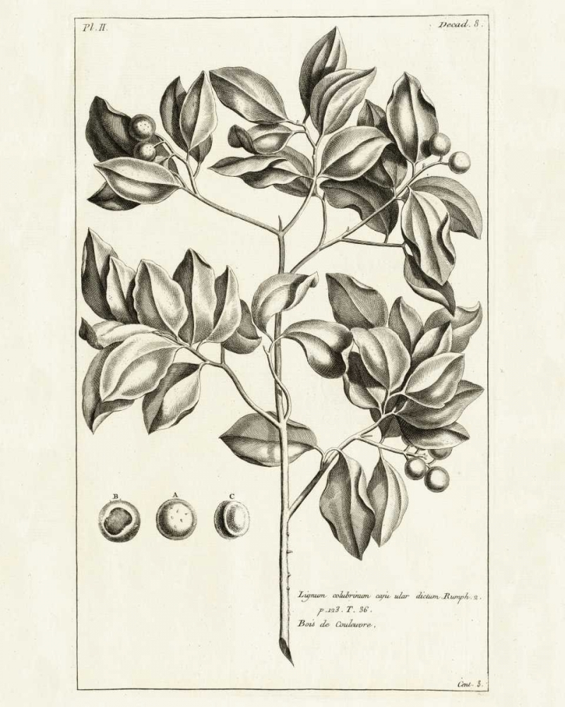 Wall Art Painting id:28332, Name: Tropical Leaf Study II, Artist: Wild Apple Portfolio