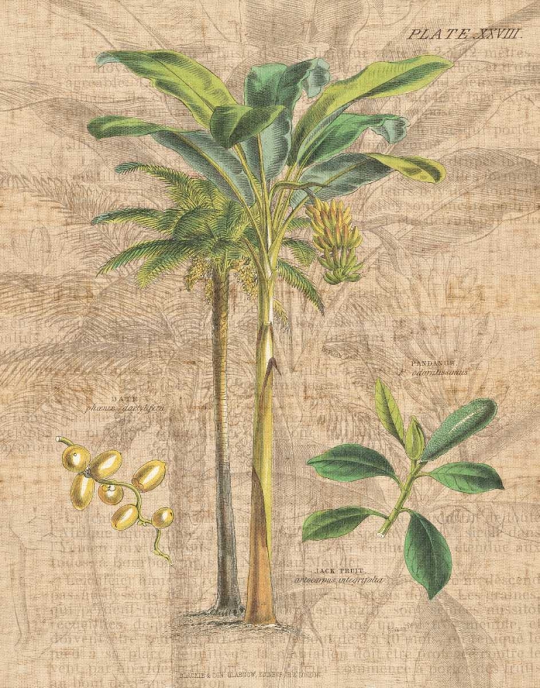 Wall Art Painting id:21019, Name: Palm Study I, Artist: Wild Apple Portfolio