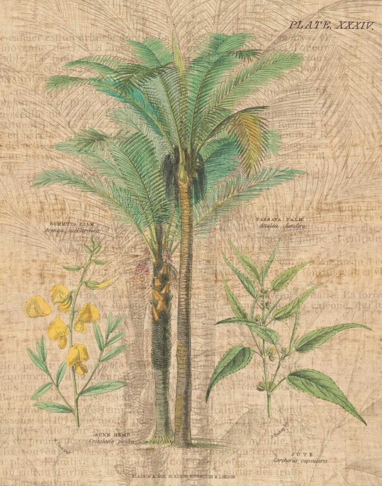 Wall Art Painting id:21020, Name: Palm Study II, Artist: Wild Apple Portfolio