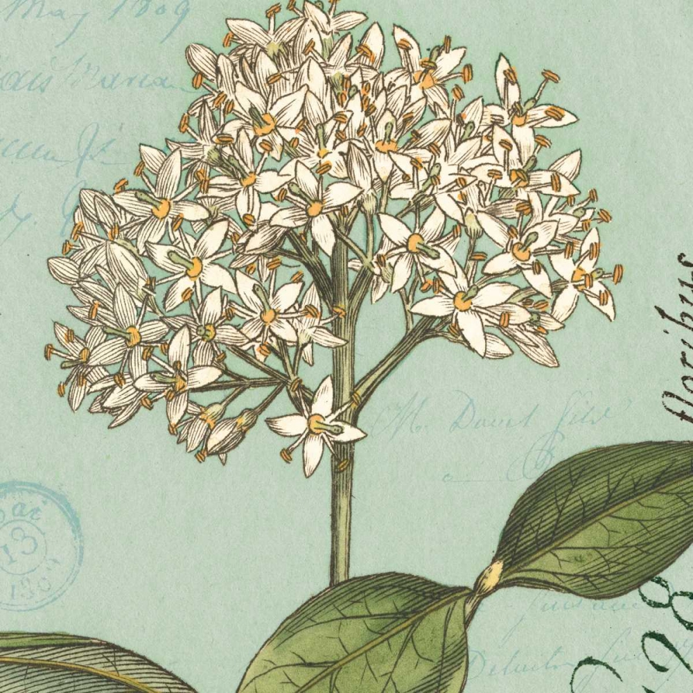 Wall Art Painting id:28416, Name: Botanique Bleu IV, Artist: Wild Apple Portfolio