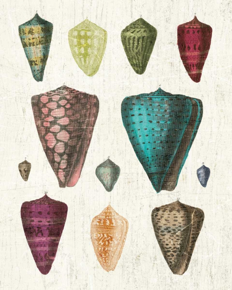 Art Print: Colorful Shell Assortment II