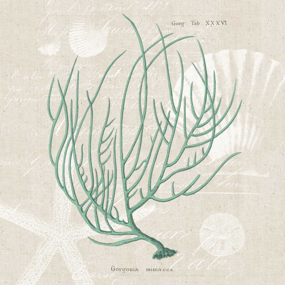 Art Print: Gorgonia Miniacea