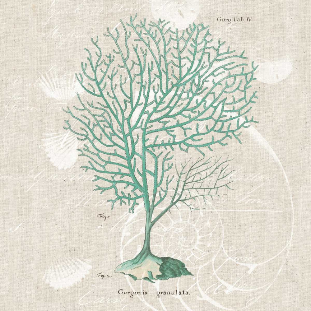 Art Print: Gorgonia Granulata