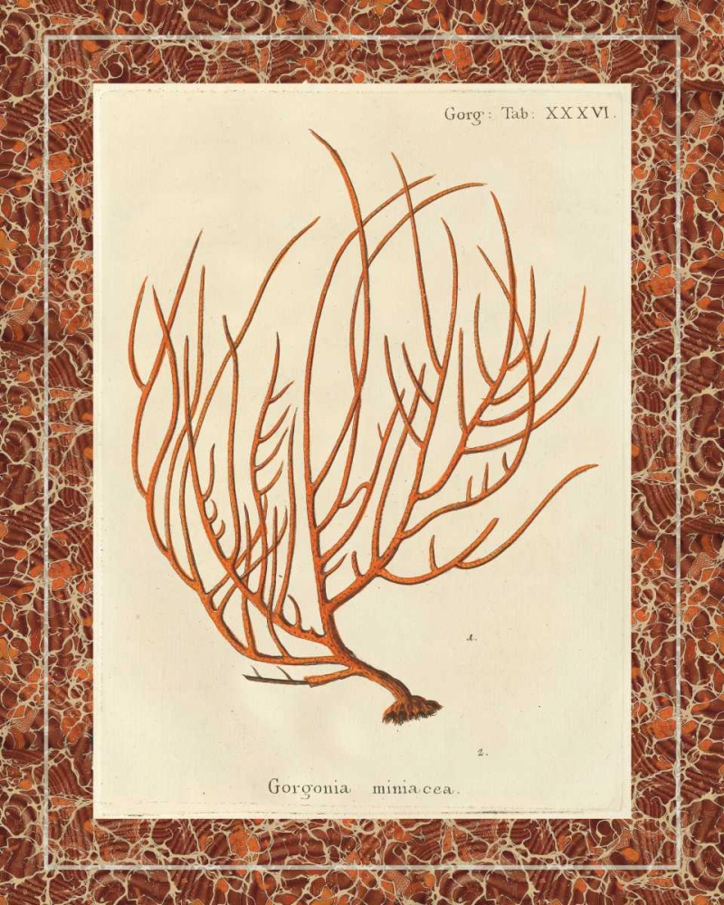 Art Print: Gorgonia Miniacea Marble