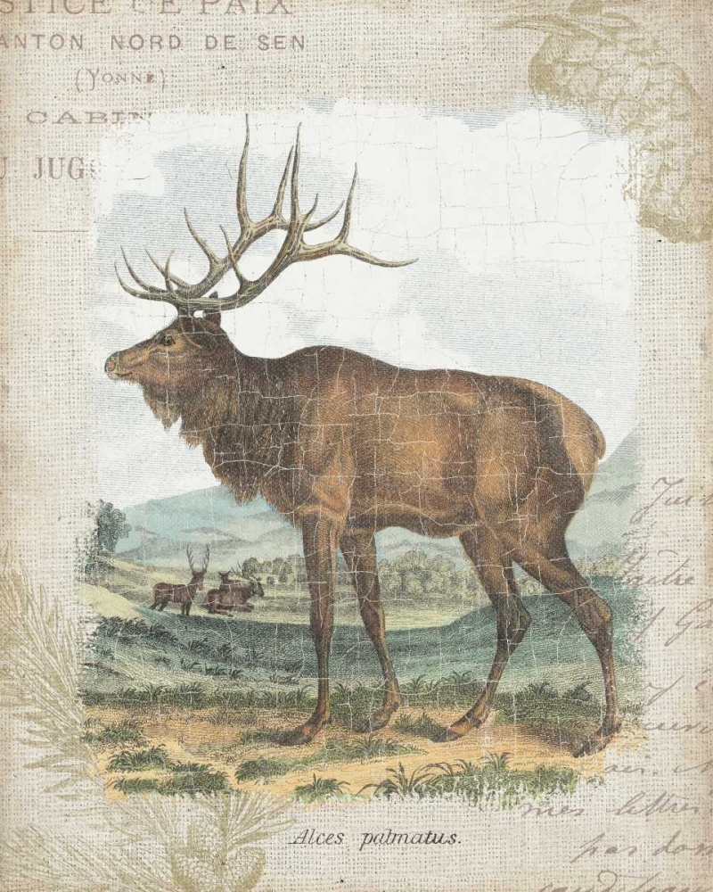 Wall Art Painting id:32305, Name: Woodland Stag II, Artist: Wild Apple Portfolio