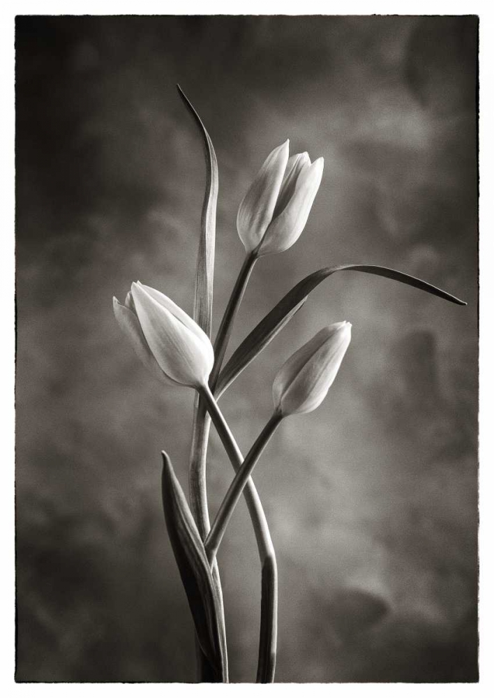Wall Art Painting id:95798, Name: TwoTone Tulips VII, Artist: Van Swearingen, Debra