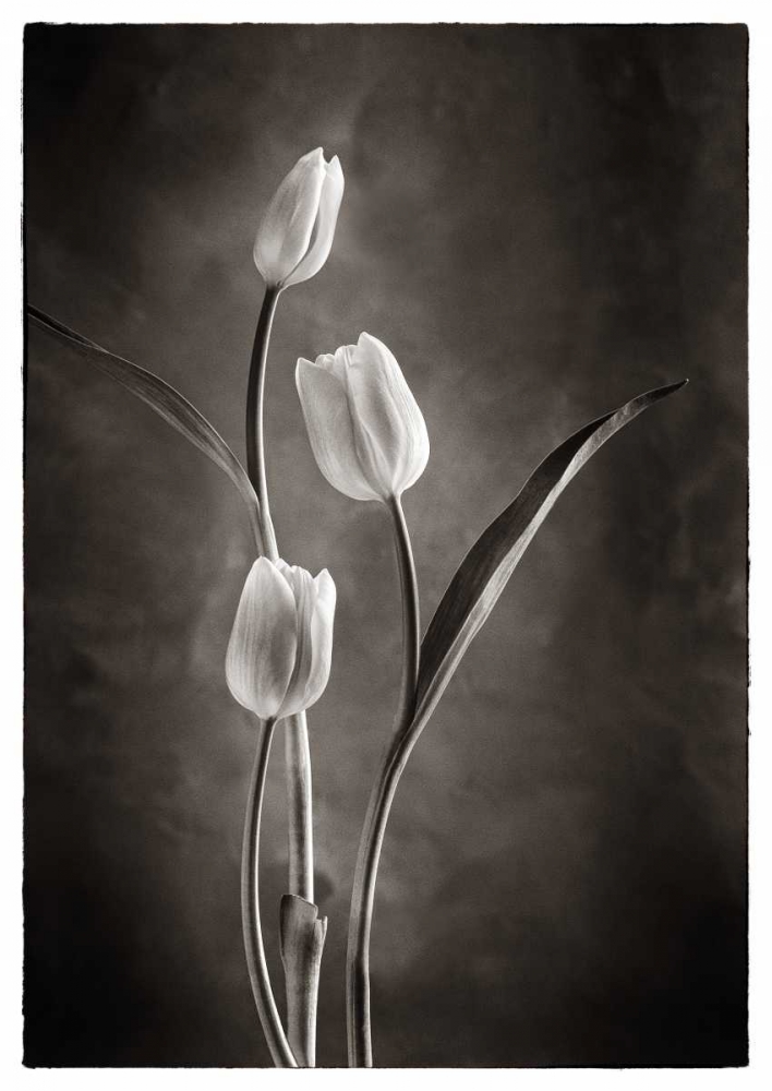 Wall Art Painting id:95799, Name: TwoTone Tulips VIII, Artist: Van Swearingen, Debra
