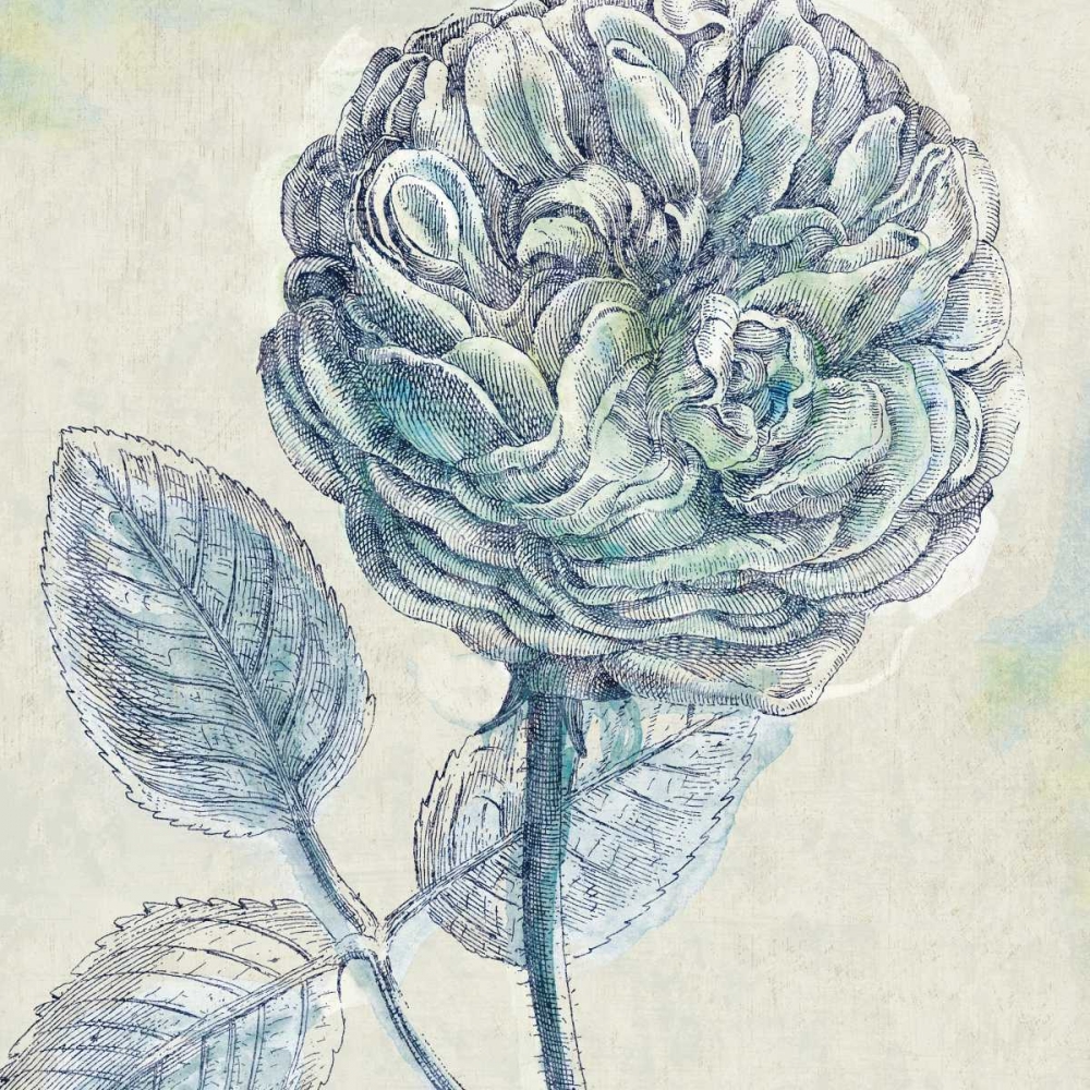 Art Print: Belle Fleur III