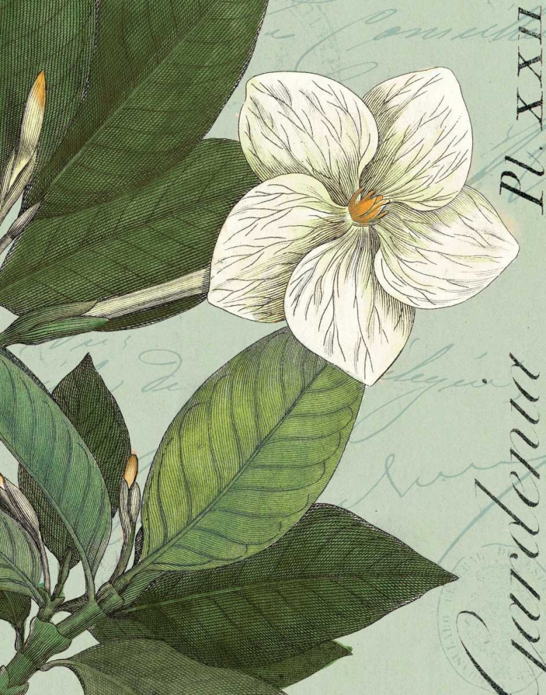 Wall Art Painting id:18000, Name: Botanique Bleu III, Artist: Wild Apple Portfolio