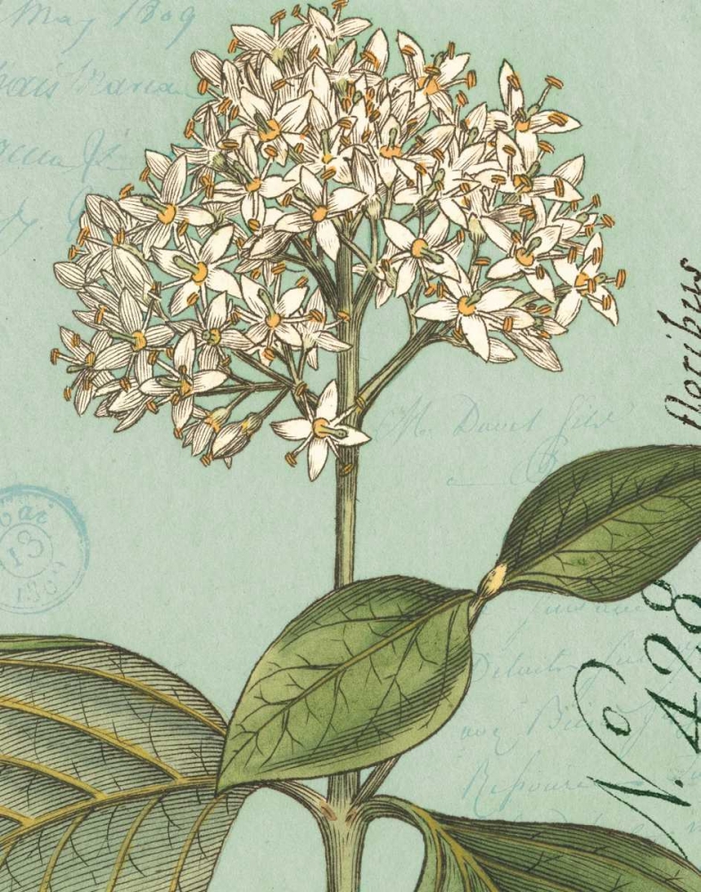 Wall Art Painting id:18224, Name: Botanique Bleu IV, Artist: Wild Apple Portfolio