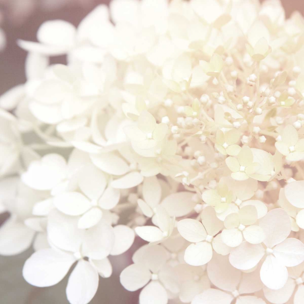 Wall Art Painting id:78307, Name: Hydrangea Dream II, Artist: Marshall, Laura