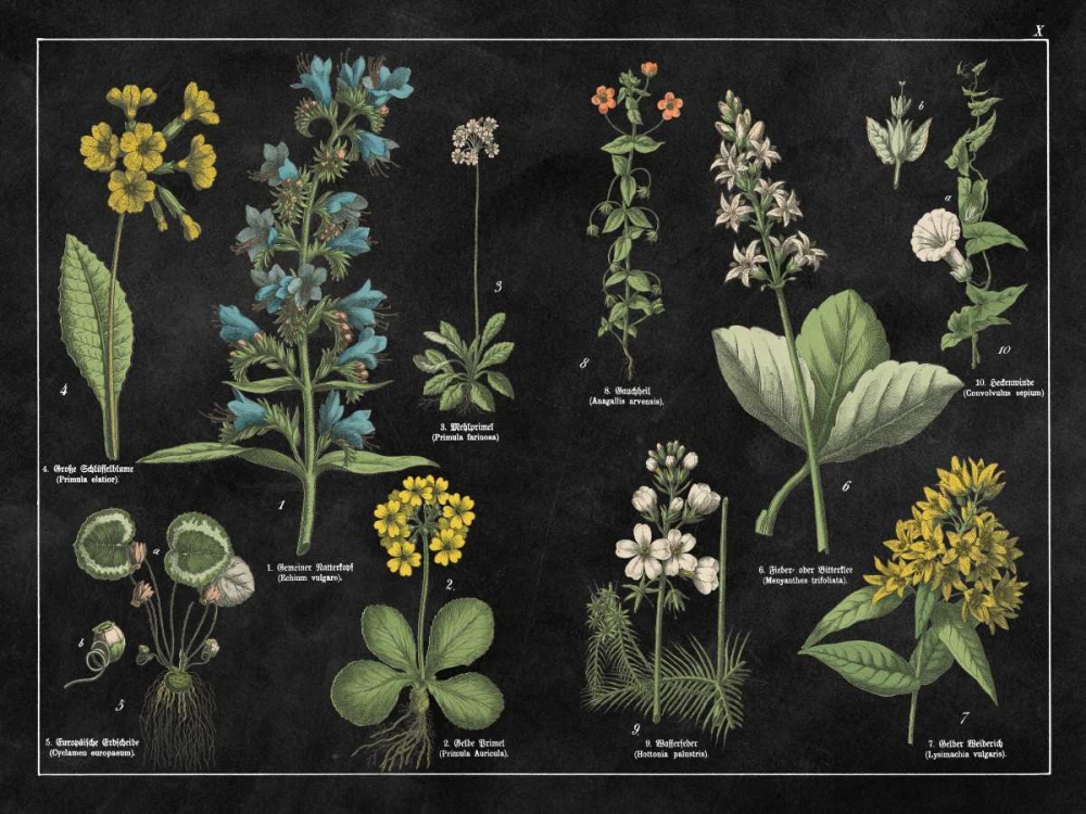 Wall Art Painting id:105550, Name: Botanical Floral Chart I Black and White, Artist: Wild Apple Portfolio