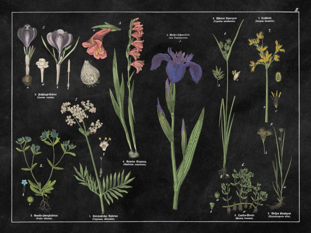 Wall Art Painting id:105551, Name: Botanical Floral Chart II Black and White, Artist: Wild Apple Portfolio