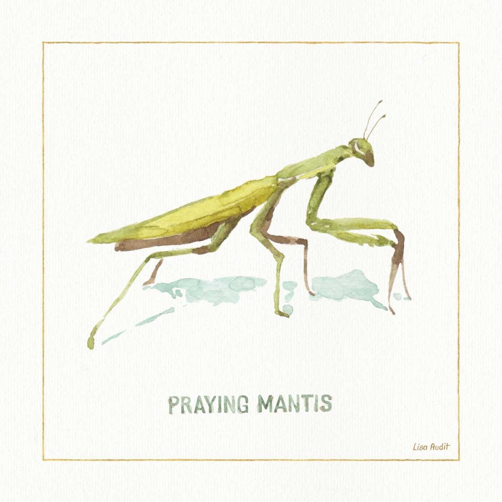 Wall Art Painting id:93294, Name: My Greenhouse Pray Mantis, Artist: Audit, Lisa