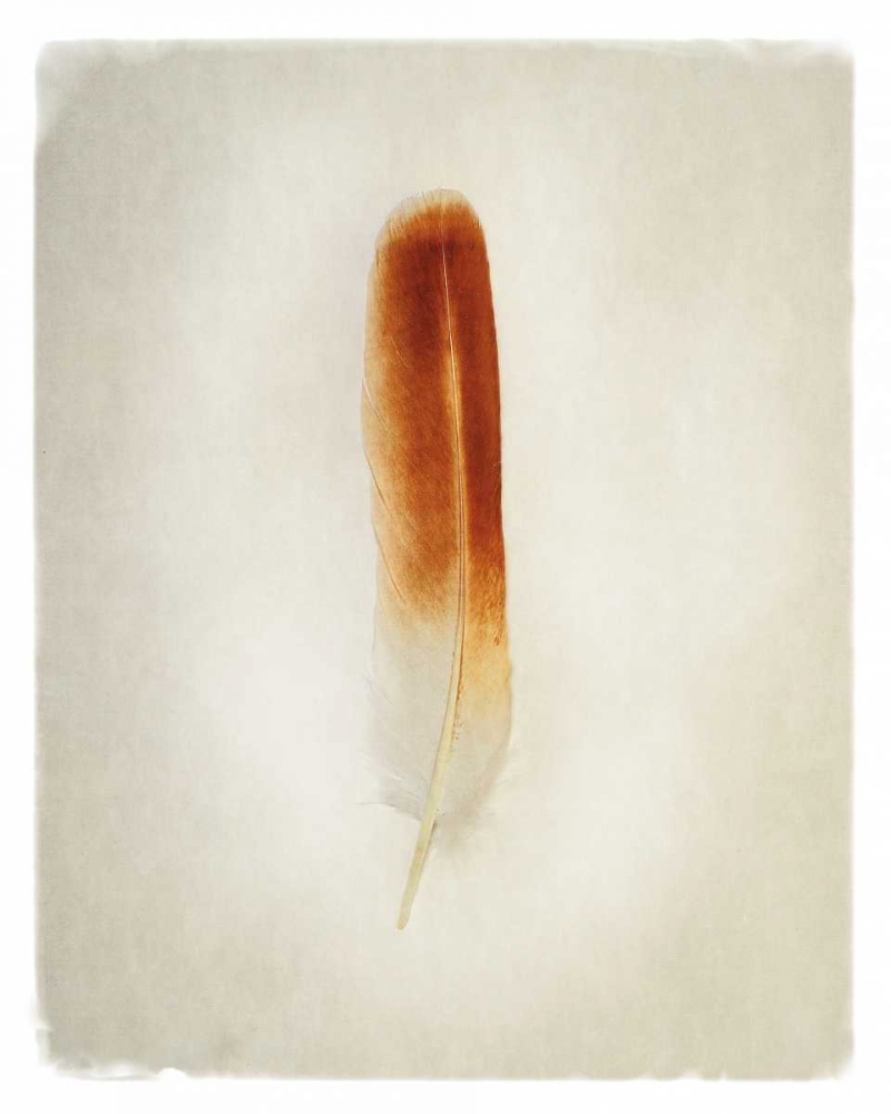 Wall Art Painting id:105529, Name: Feather II, Artist: Van Swearingen, Debra