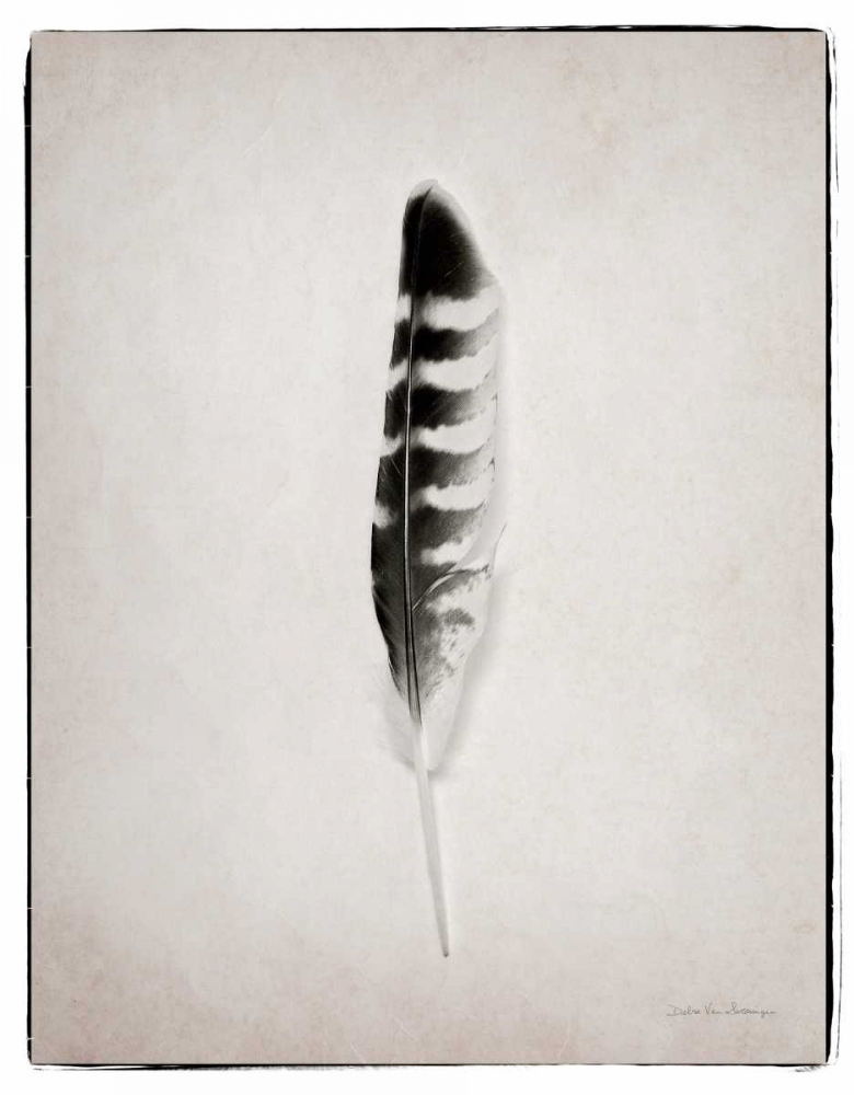 Wall Art Painting id:80734, Name: Feather IV BW , Artist: Van Swearingen, Debra