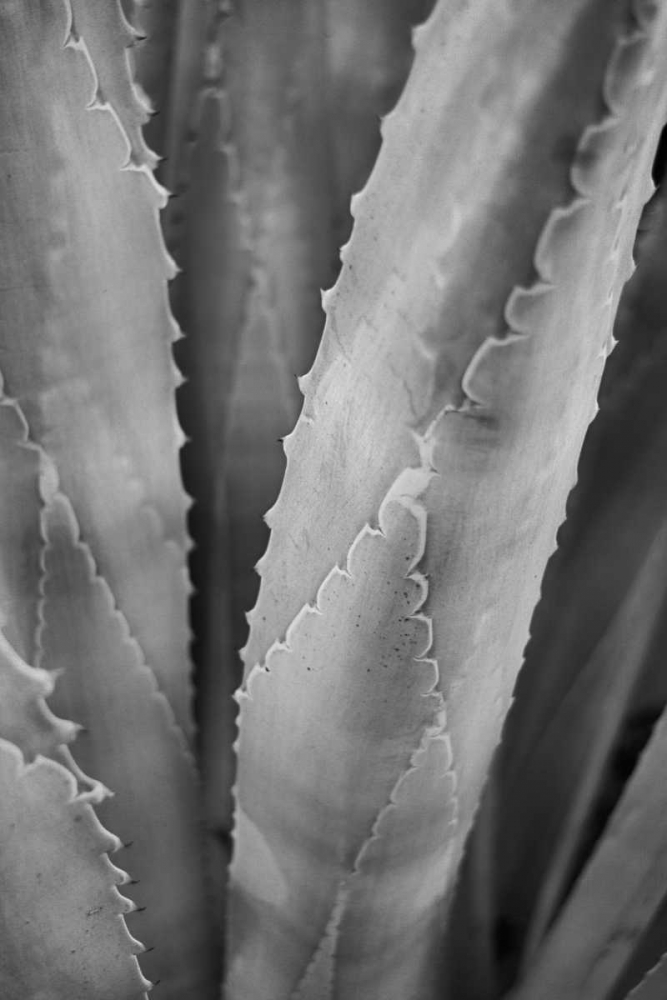 Art Print: Abstract Agava I