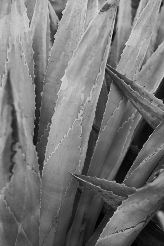 Art Print: Abstract Agava II