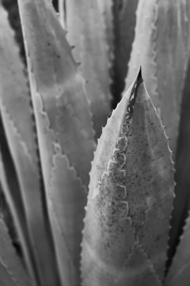 Art Print: Abstract Agava III