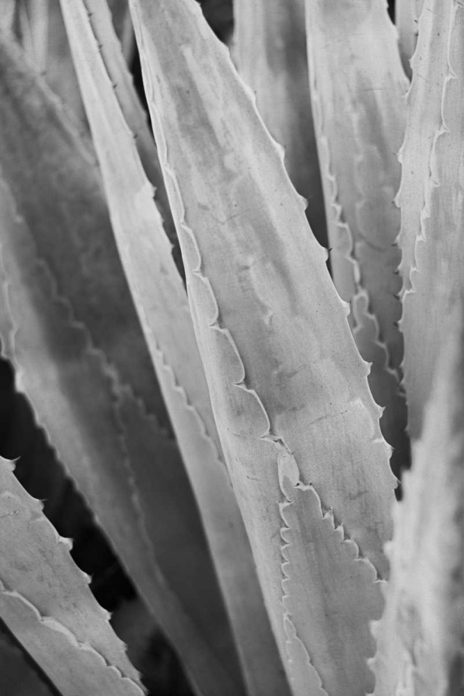 Art Print: Abstract Agava IV