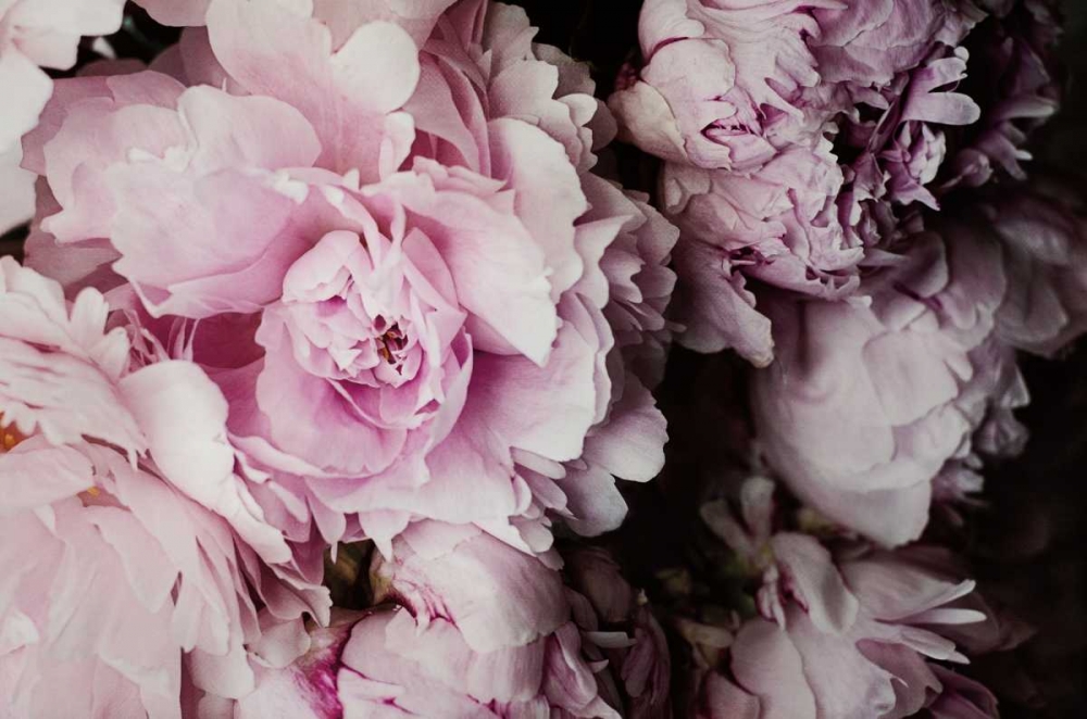 Art Print: Peonies Galore I