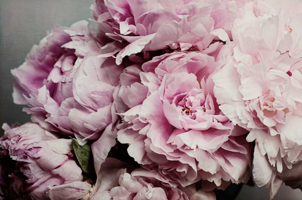 Art Print: Peonies Galore II