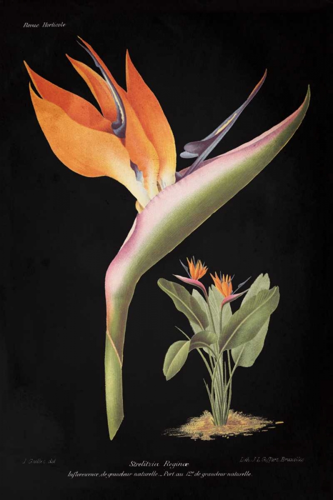 Wall art: Strelitzia Reginoe on Black, by Wild Apple Portfolio