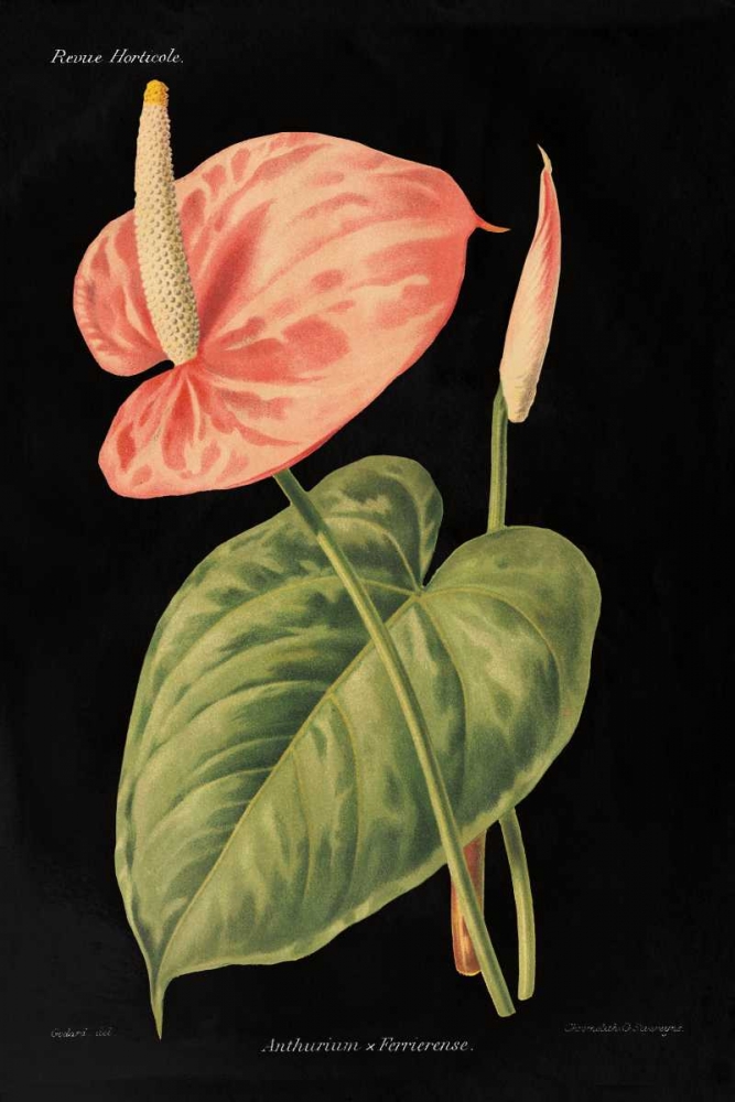 Wall art: Anthurium Ferrierense on Black, by Wild Apple Portfolio