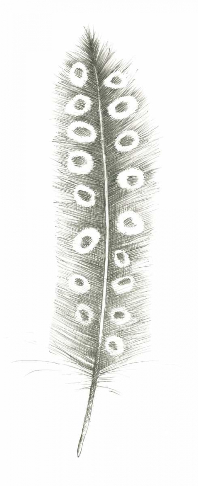 Art Print: Feather Sketches VII