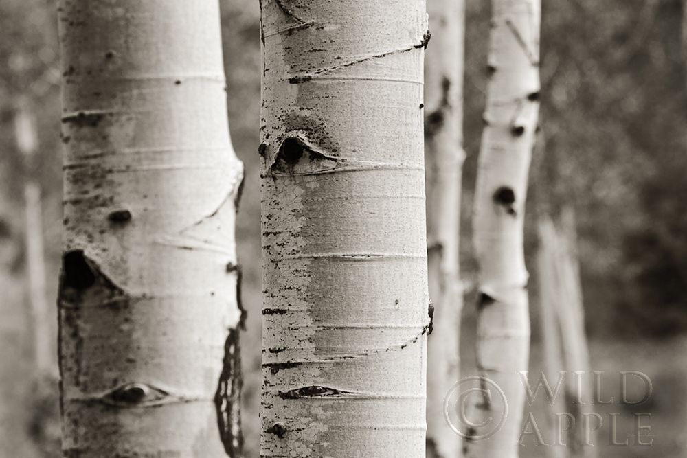Art Print: Aspens III