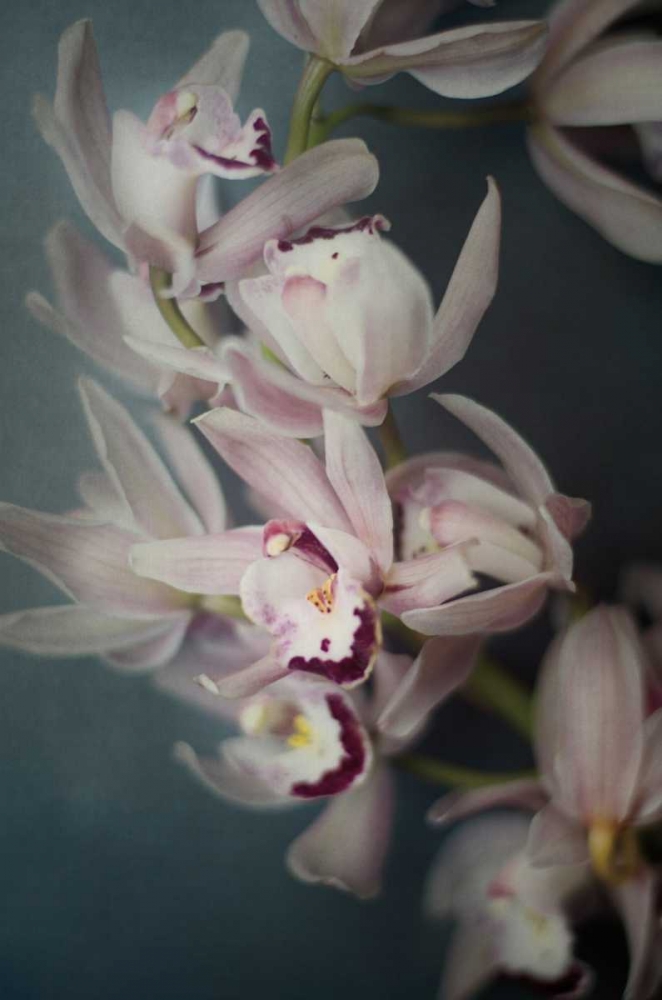 Art Print: Dark Orchid I