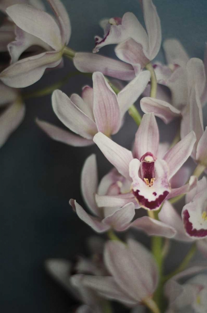 Art Print: Dark Orchid II