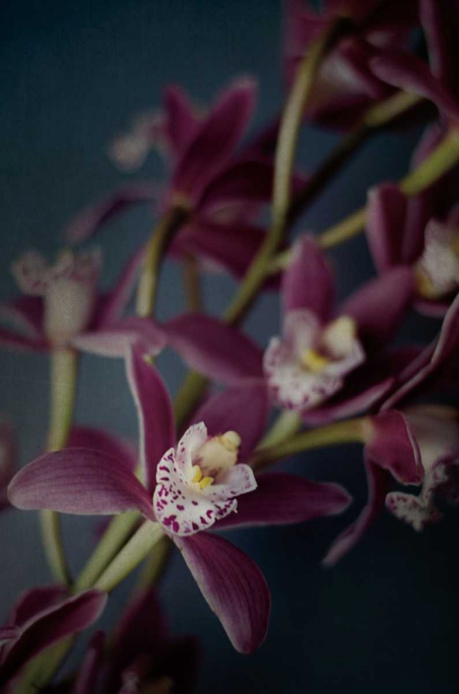 Art Print: Dark Orchid III