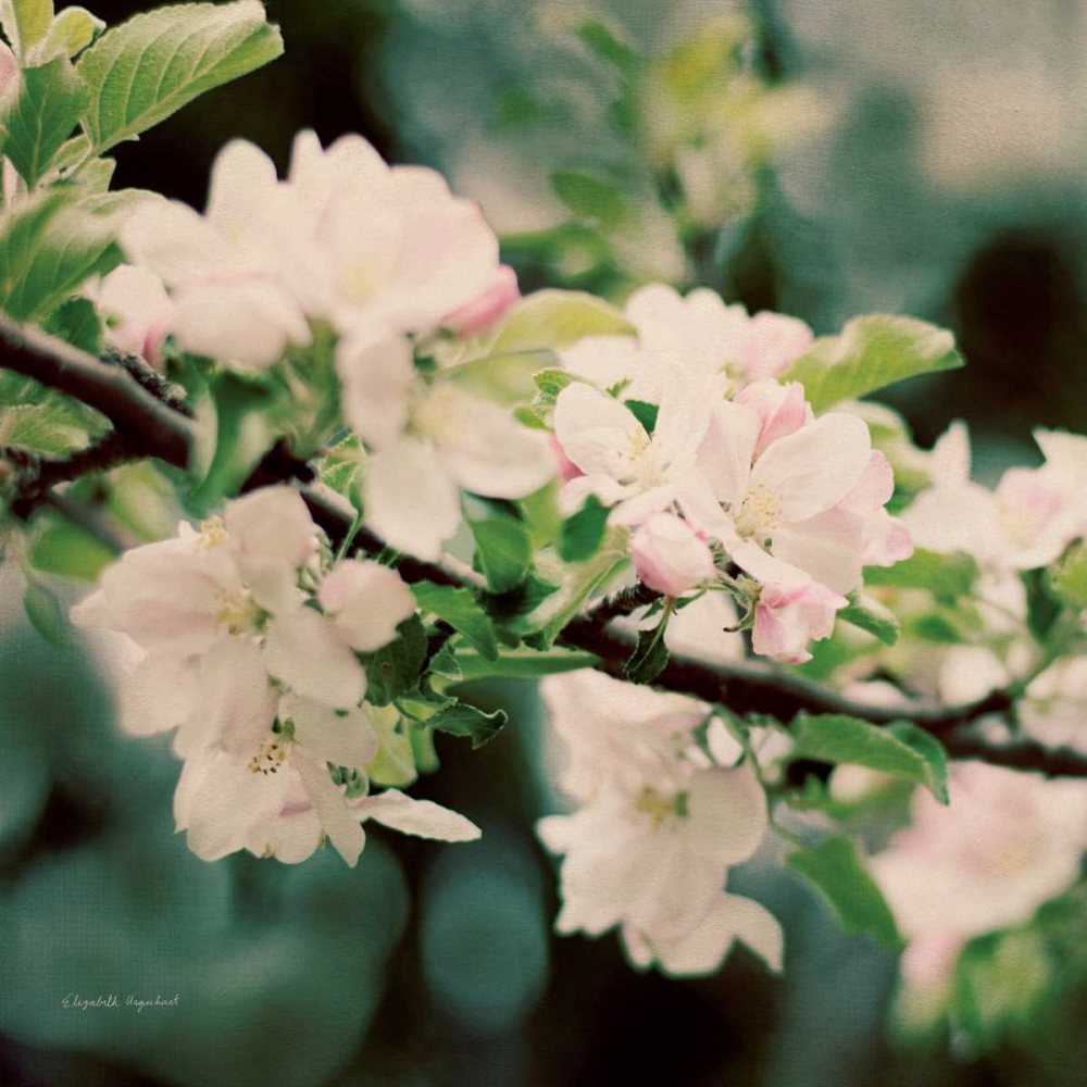 Art Print: Apple Blossoms I Crop