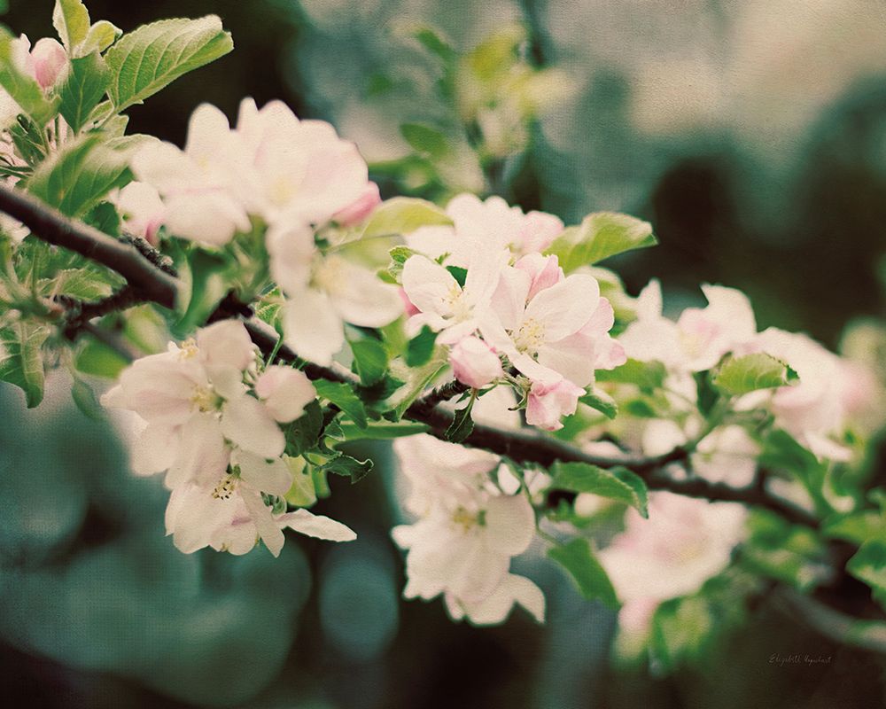 Art Print: Apple Blossoms I