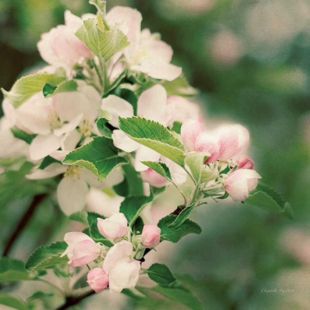 Art Print: Apple Blossoms II Crop