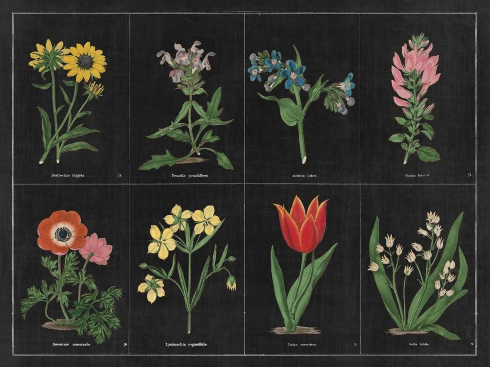 Art Print: Botanical on Black Chart I