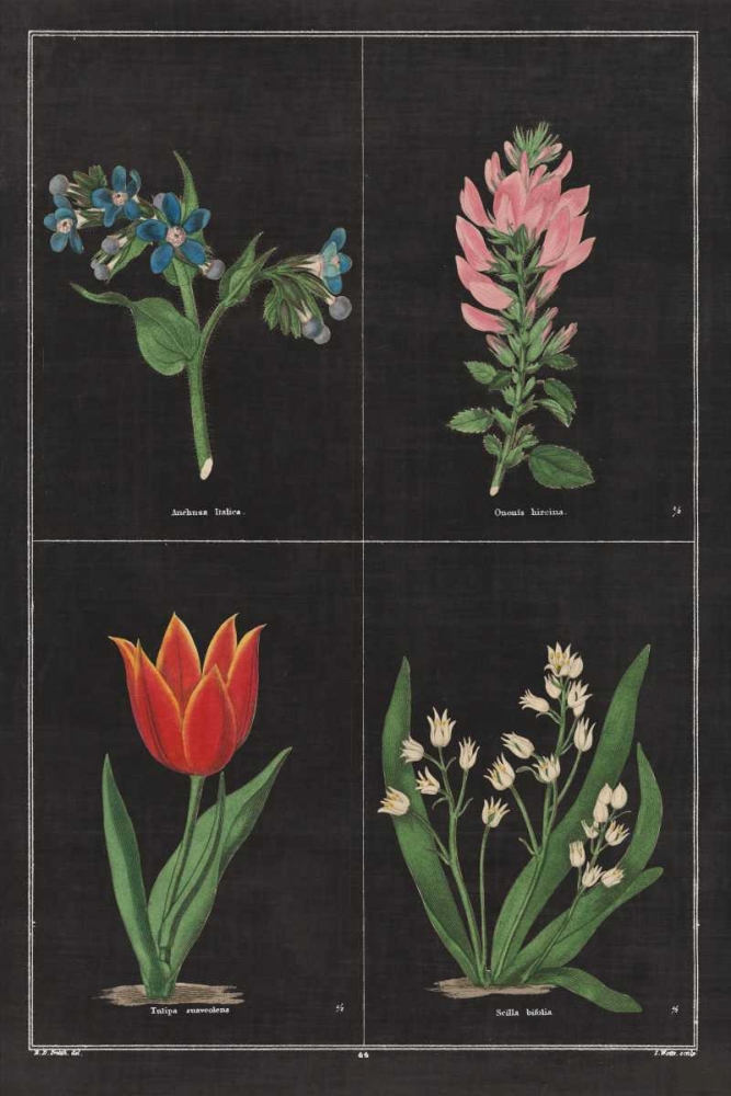 Art Print: Botanical on Black Chart III