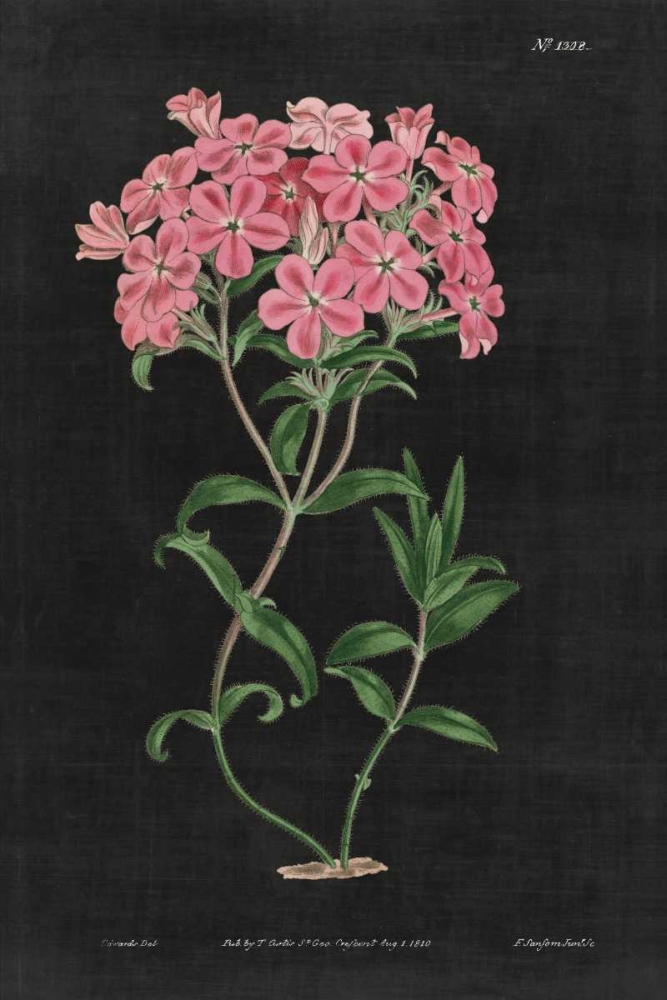 Art Print: Botanical on Black Chart VI