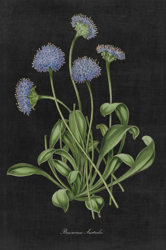 Art Print: Botanical on Black Chart VII