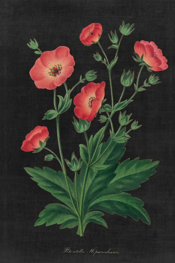 Art Print: Botanical on Black Chart XII