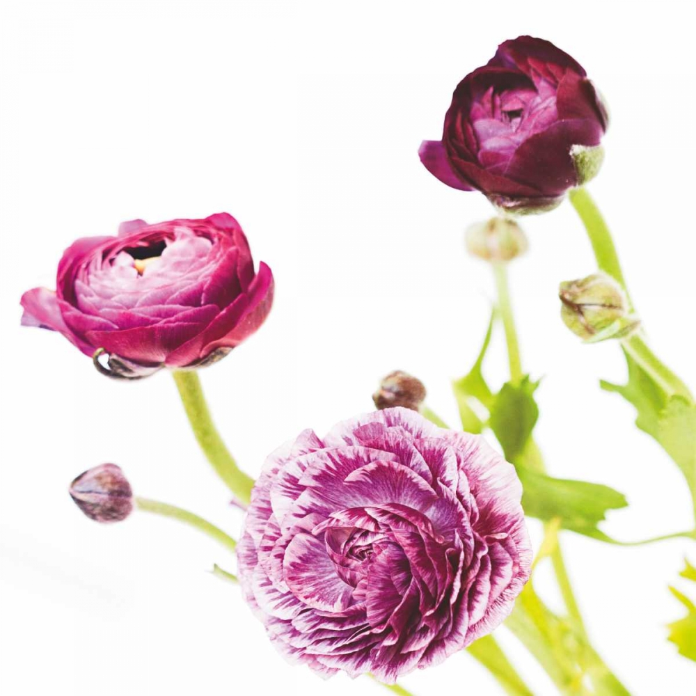 Wall Art Painting id:105377, Name: Spring Ranunculus II, Artist: Marshall, Laura