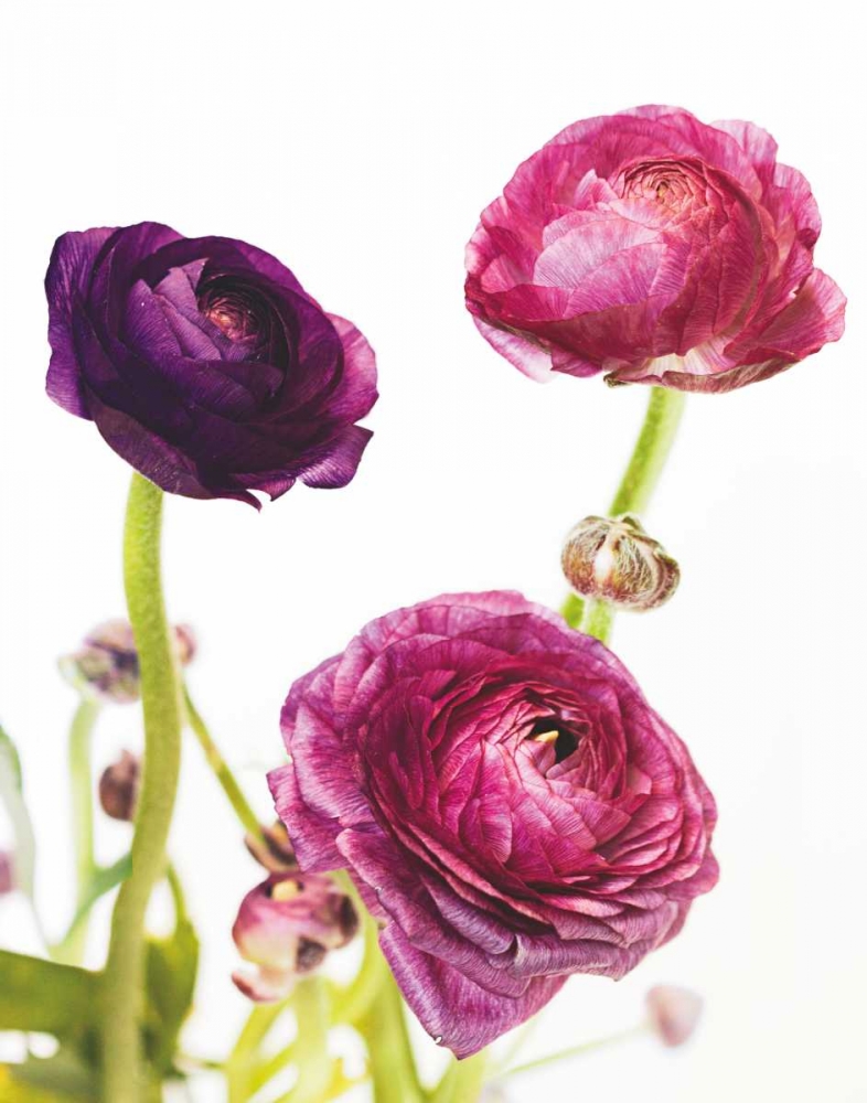 Wall Art Painting id:105381, Name: Spring Ranunculus V, Artist: Marshall, Laura
