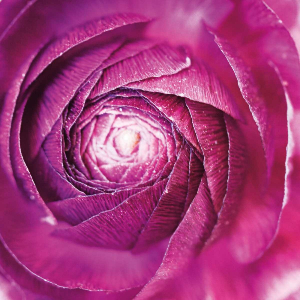 Wall Art Painting id:118930, Name: Ranunculus Abstract I Color, Artist: Marshall, Laura