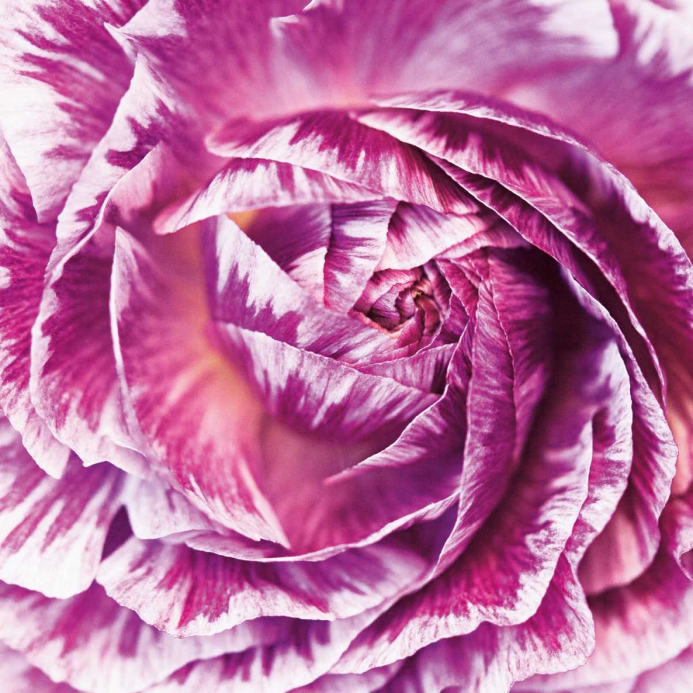 Wall Art Painting id:118925, Name: Ranunculus Abstract IV Color, Artist: Marshall, Laura